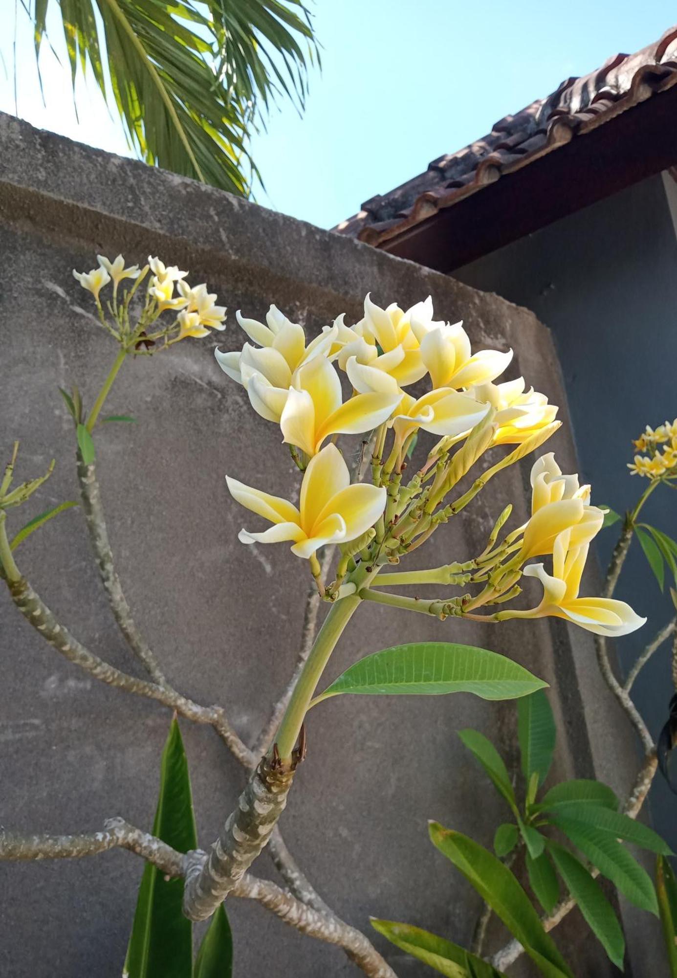 Parama Homestay Balangan Uluwatu  Luaran gambar